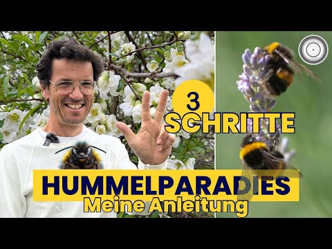 Our bumblebees need you! My three top tips for every garden.