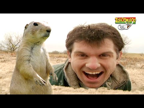 🐘 Zoboomafoo with the Kratt Brothers! HD | Full Episodes Compilation 🐘