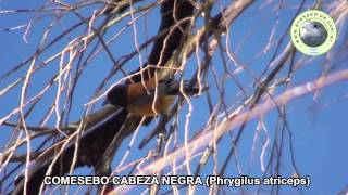 preview picture of video 'Comesebo Cabeza Negra Phrygilus atriceps1'