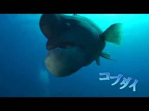 水が佐渡の自然