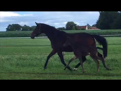 Hengstfohlen von Saint Cyr