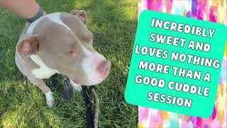 MEET MISHKA AT KC PET PROJECT