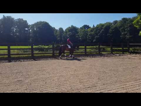 Blue Hors Zatchmo x Sandro Hit 4 years old