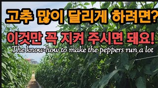 고추 많이 달리게 하려면! 꼭 하세요! The know-how to make the peppers run a…