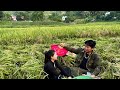 Hong Receives Help From A Kind Friend To Harvest Rice In The Middle Of The Crop Season