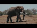 ELEPHANT Sounds Elephant Trumpet