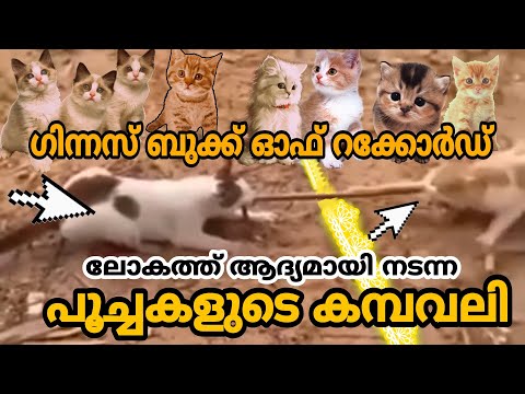 ലോകത്തു ആദ്യമായി നടന്ന പൂച്ച കമ്പ വലി - പൂച്ച പോരാളികളുടെ വാശിയേറിയ മത്സരം കാണുക.. (No Copyright )