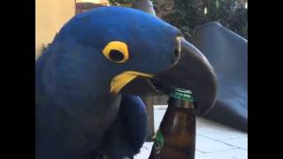 Bird Opens Beer Bottle with Beak