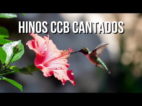 CCB Hinos Cantados VOL 07