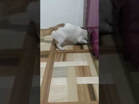Loveable cat video, What is going on with this cat? , हे मांजर काय शोधत🧐आहे पहा, Lovely cat video