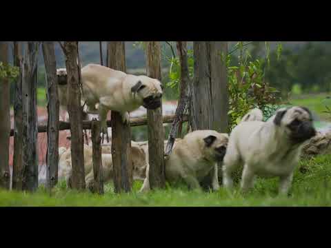 Vodafone's 2018 campaign: The pug returns