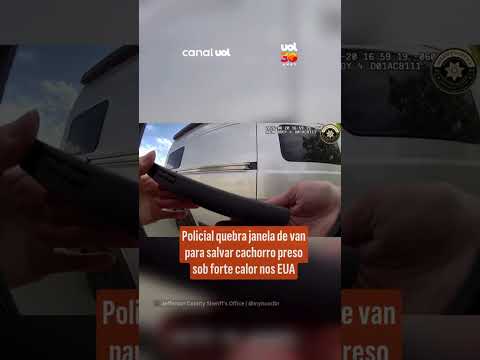 Dono é intimado por crueldade após cão sofrer insolação dentro de van nos EUA