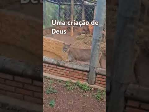 Bela criação