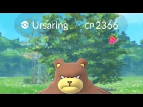 Pokemon Go 100%IV Ursaring Highest 2.3KCP in the wild! World first highest cp rare gen 2 catch