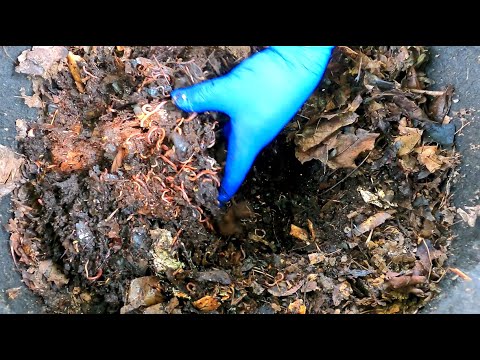 Worms in outdoor bag 'v4.0' get watermelon & weeds - vermicompost
