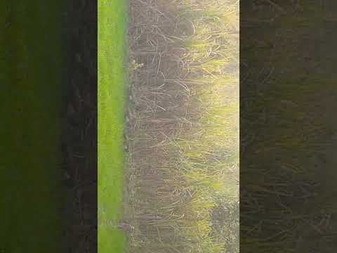 @#@ Shri @@Ram Hamara @#rashtriy @@Panchi Mor#@