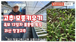 괴산 청결고추 고추 모종키우기 고추육묘 12일차 품종별 특성 자연특별시괴산 자연울림 [고추재배방법]