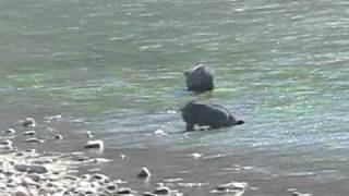 preview picture of video 'Urubamba, Peru- Pigs Bathing + Feeding in the River'