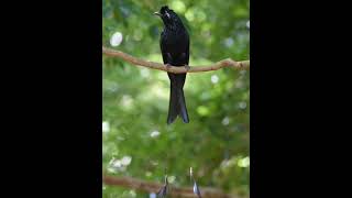 Download lagu srigunting kantil dialam liar #birds #burungkicaudialamliar #birdsounds #masteranjernih #nature mp3