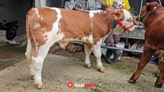 Download lagu 7 Newest Male Calves from Riza Andi Farm!! Free Choice, Free Shipping!! Vaccinated!! mp3