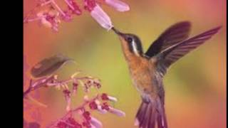 Percy Faith-What Kind Of Fool Am I