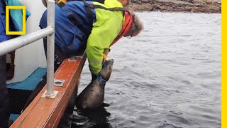 Watch: Rescuers Free Seal Trapped By Fishing Line | National Geographic
