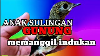 Download lagu suara anak tledekan gunung/sulingan gunung memanggil indukan mp3