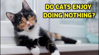 Do Cats Get Bored Of Doing Nothing?