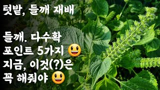 들깨 다수확 포인트 5가지 