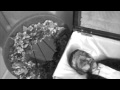 Emmett Till - Roscoe Jenkins - YouTube