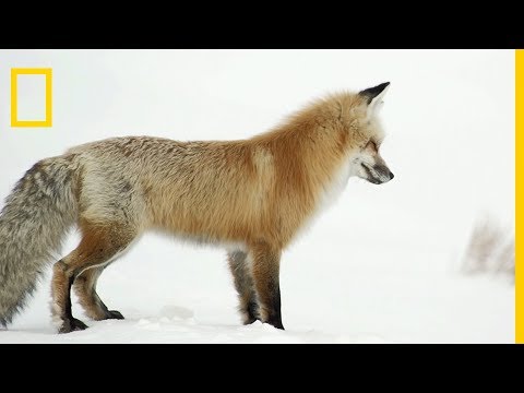 Le plongeon meurtrier du renard