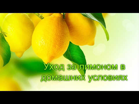 Комнатный лимон , уход , чем удобрять , особенности выращивания