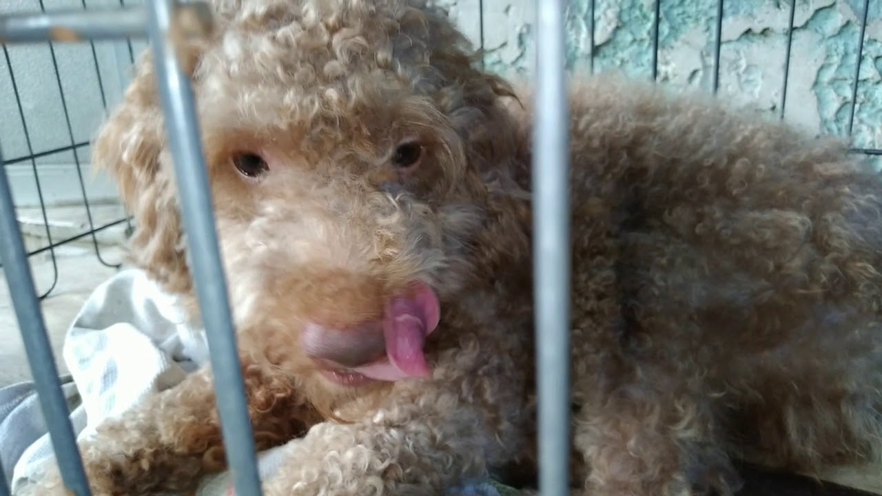 Putar video Paano ba mag alaga ng Poddle sekarang Paano ba mag alaga ng Poddle