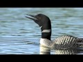 Voices: Common Loon 