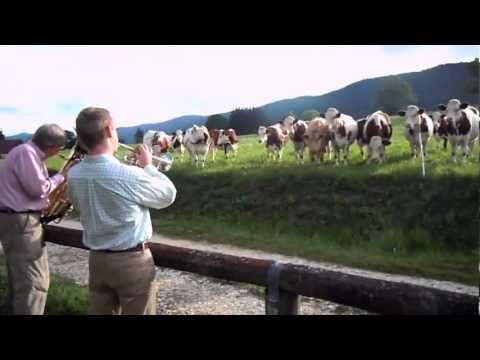 Las vacas gustan del jazz