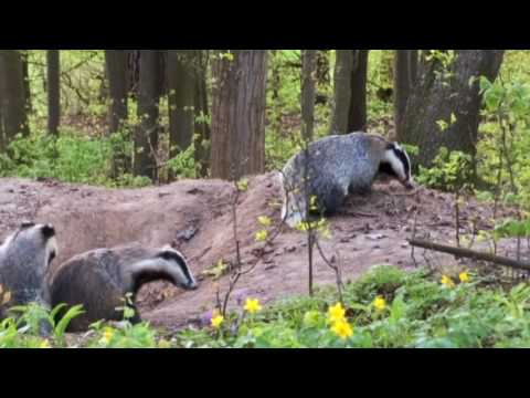 download lagu mp3 mp4 Borsuk, download lagu Borsuk gratis, unduh video klip Borsuk