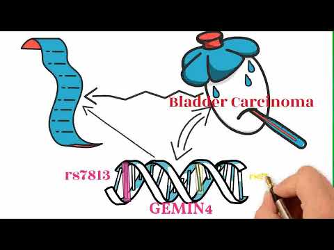 GEMIN4 Variants: Risk Profiling, Bioinformatics, and Molecular Dynamic Simulation