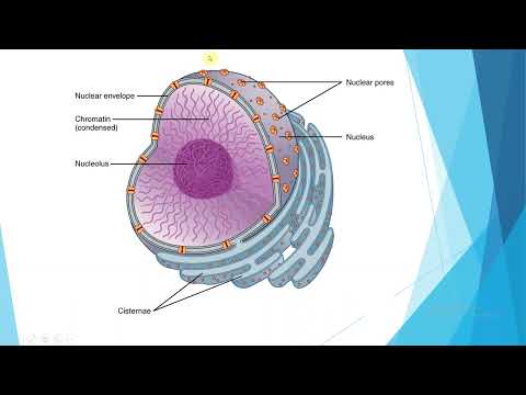 JEDRO I JEDARCE - PONOVO