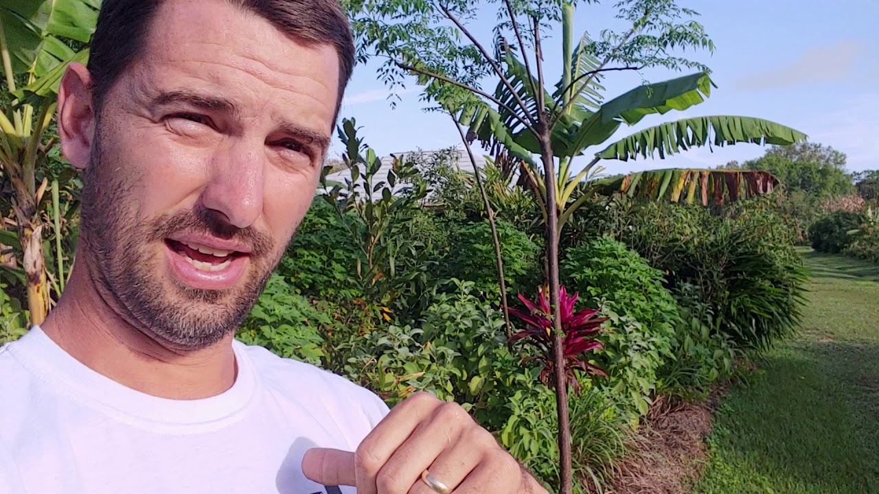 I GUESS I WAS WRONG - chinaberry evaluation update