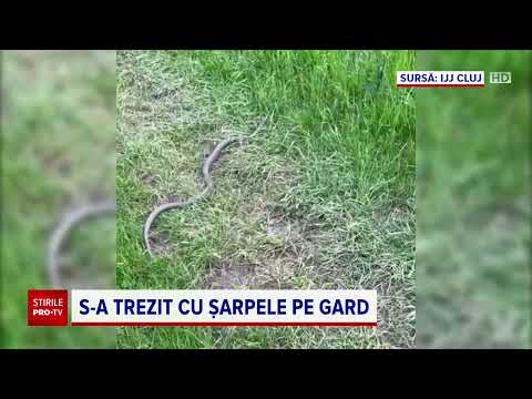 Un șarpe a fost zărit într-un cartier din Cluj-Napoca. Jandarmii au intervenit și l-au capturat