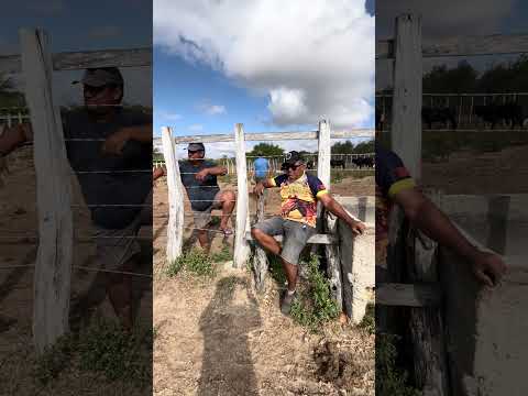 Feira de Gado em Jataúba PE 04/09/2026 #pecuarista