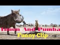 Timon And Pumba Best Funny Clips In Hindi Hollywood Hindi Dubbed Funny Clips The Lion King