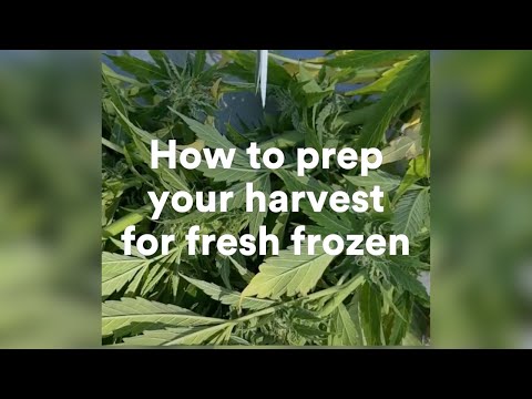 How to prepare your cannabis harvest for fresh frozen