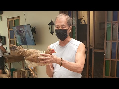 Kanokma TV | Healthy chicks in Firebird GF