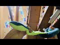 Sammy The Snake