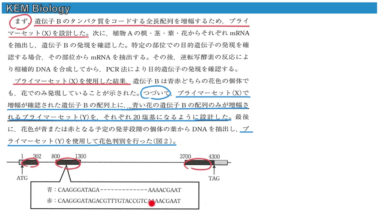 高校理系生物「千葉大学2021大問1 PCR法による遺伝子の判別」