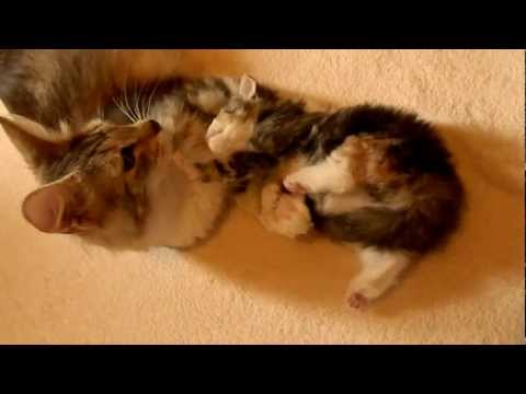 Vaidurya Norwegian Forest Cats - Tilak is playing with 3 weeks old Padma