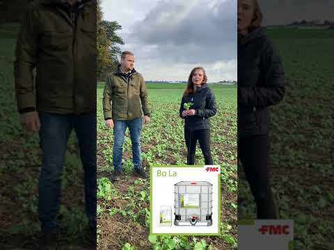 Live vom Acker – Tipps und Tricks aus den Regionen: Rapsinsektizid und Markenblattdünger Herbst