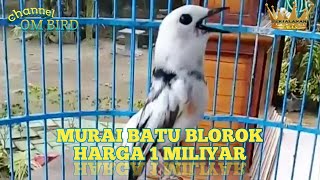Download lagu Murai Batu Blorok Harga 1Miliyar Lebih mp3