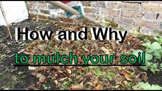 Clearing the leaves of the garden and mulching half the vegetable patch